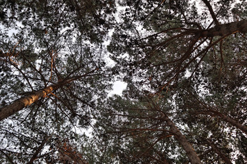 Bottom view of tall trees. pine trees from the bottom up