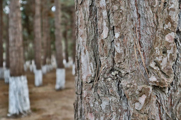 Fototapeta premium blurred background. Close-up of pine tree