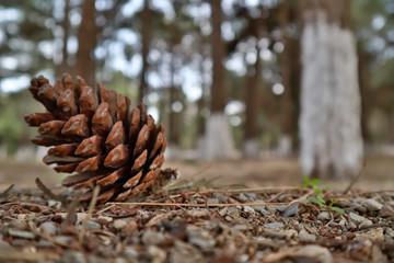 Pine cone on forest ground, close-up cones on forest floor