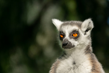 Lemur catta front view of head looking to the infinite