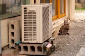 沖縄の猫