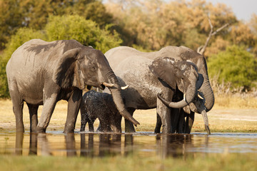 Amazing african elephants. Elephants family bathing in the lake. Wildlife scene with amazing animals. Dangerous animals. Great tusker in the nature habitat. Loxodonta africana.