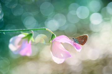 Fototapeta premium A beautiful butterfly on an interesting background.