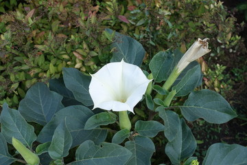 Pure white flower of Datura innoxia in October
