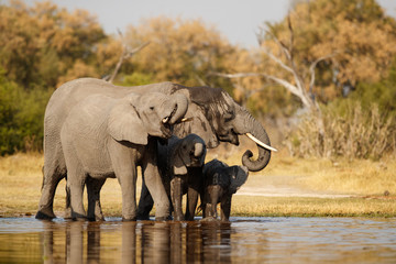 Amazing african elephants. Elephants family bathing in the lake. Wildlife scene with amazing animals. Dangerous animals. Great tusker in the nature habitat. Loxodonta africana.