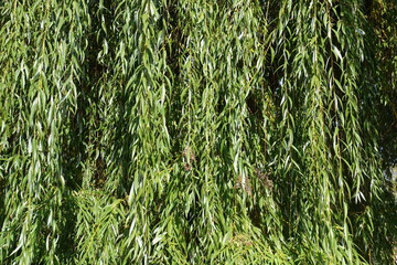 Bright green foliage of weeping willow tree