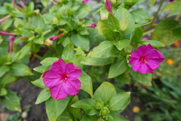 Pair of bright pink flowers of Mirabilis jalapa