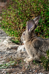 Portrait of a big beautiful rabbit in the yard