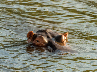 Hippo in Zambezi River, Zambia