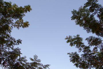 Tree branch against blue sky