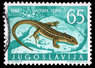 Stamp printed in Yugoslavia shows the lizard with the inscription 