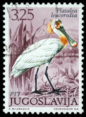 Stamp printed in Yugoslavia shows the Eurasian Spoonbill with the inscription "Platalea leucorodia" from the series "Fauna", circa 1980
