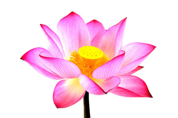 Fototapeta premium lotus isolated on white background.