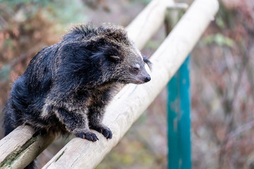 Binturong