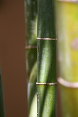 Fototapeta premium Details of bamboo trunks