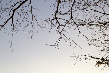 Tree branch against blue sky