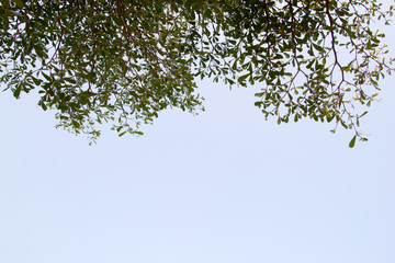 Tree branch against blue sky