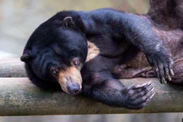Ours malais ou ours des cocotiers