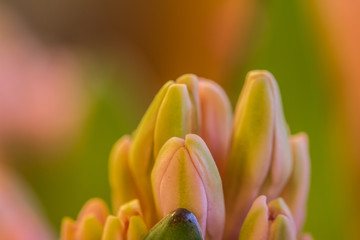 Fototapeta premium close-up of the buds of a pink hyacinth flower