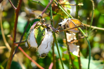 Plants of ripe cotton