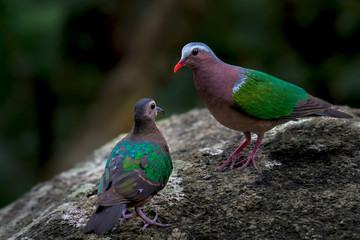 Emerald Dove on stone in nature