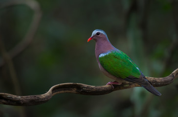 Emerald Dove on branch in nature