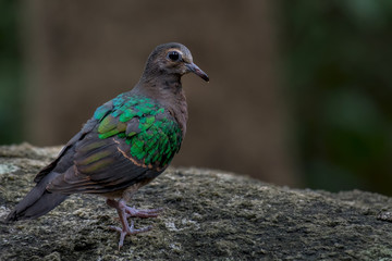 Emerald Dove on stone in nature