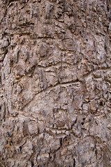 trunk skin pattern