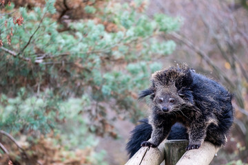 Binturong