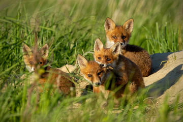 Red fox, vulpes vulpes, small young cubs near den playing. Cute little wild predators in natural environment. Brotherhood of animlas in wilderness.