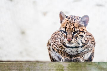 Portrait d'un ocelot