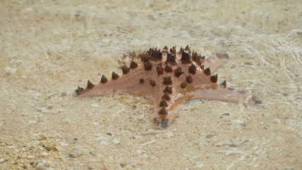 Red starfish with spines on sand beach. Travel concept beach, sea, starfish.