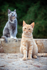 Naklejka na ściany i meble Two cute cats on the street
