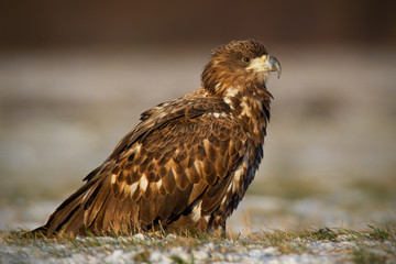 Juvenile white-tailed eagle, haliaeetus albicilla, in winter sitting on a snow covered ground. Wildlife scenery of predator watching with clear blurred background.
