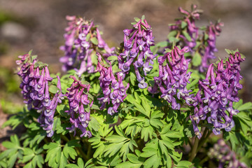 Corydalis solida close-up