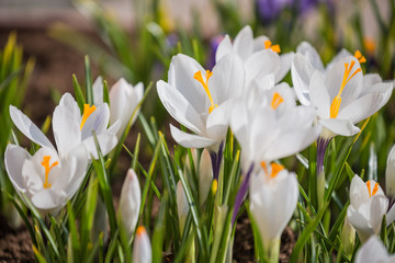 White crocus