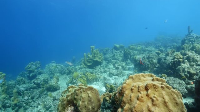 Seascape of coral reef in the Caribbean Sea around Curacao at dive site Rediho with various corals and sponges