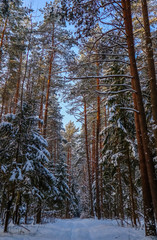 Snowy winter forest in a sunny day. White snow path. Snow-covered trees on a background of blue sky