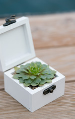 casket for wedding rings with fresh succulent for ceremony