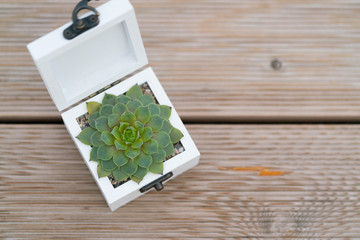 casket for wedding rings with fresh succulent for ceremony