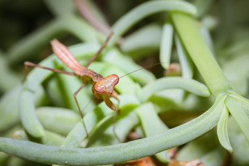 Brown Praying Mantis nymph sitting on a green leaf, Cape Town, South Africa