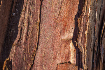 close-up of tree bark