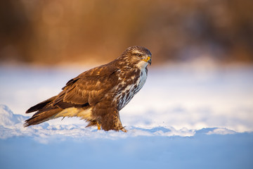 Common buzzard, buteo buteo, in winter on a snow at sunset. Wild predator in cold weather. Wildlife scenery with dangerous raptor. Contrast of warm colors and freezing environment.
