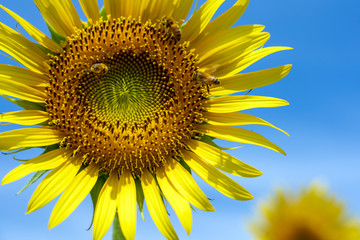 河北潟干拓地ひまわり村