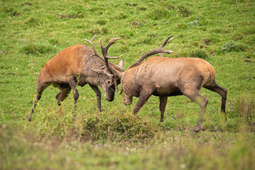 Naklejka na ściany i meble Red deer, cervus elaphus, fight during the rut. Wild stags in a struggle. Rivalry between wild bucks in matting season. Wildlife action scenery.