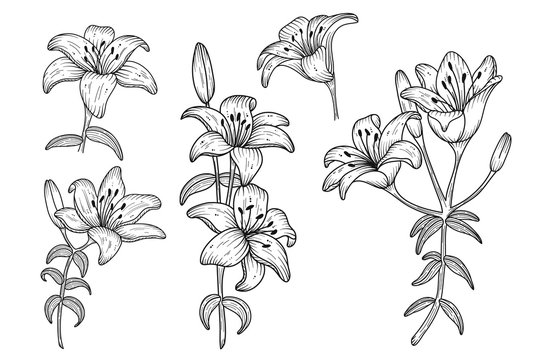 Lily flowers. Blooming lily. Hand drawn lines flowers. Silhouette of lily flowers isolated on white background. Vector illustration.