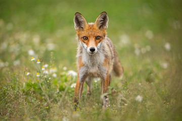 Young curious red fox, vulpes vulpes, on a summer meadow with flowers. Predator in wilderness. Horizontal orientation of wildlife scenery.