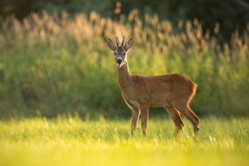 Roe deer buck in natural peaceful environment lit by evening light. Colorful wildlife scenery from wilderness. Vivid mornig colors in nature.