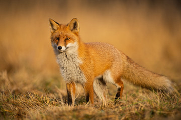 Naklejka na ściany i meble Adult fox with clear blurred background at sunset. Predator looking for a prey. Vulpes vulpes in natural environmet.