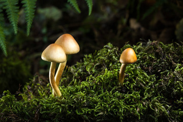 Pilz Schwefelkopf